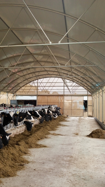 Tunnel droit d'élevage bovin